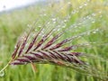 Rain water drops spikes meadow nature background Royalty Free Stock Photo