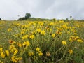 Rain water drops spikes meadow nature background Royalty Free Stock Photo