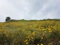 Rain water drops spikes meadow nature background Royalty Free Stock Photo