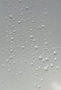 Rain water drops on transparent glass with gradient grey white backdrop silhouette background Royalty Free Stock Photo