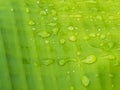 There are drops of water on the green leaves and the light is reflected and the sky is cloudy