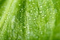 Rain water drops on a green leaf textured Royalty Free Stock Photo