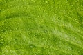 Rain water drops on a green leaf textured Royalty Free Stock Photo