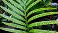 After rain, water on green leaves in Majalengka, West Java. Royalty Free Stock Photo