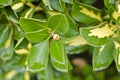 Rain water on plant leaves and pods