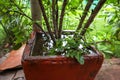 Rain water overflow in flowerpot in India. Heavy Rainfall in india