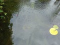 rain water on pond with Lilly pad in view Royalty Free Stock Photo