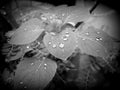 Rain  water rainfall, wet, green leaves Royalty Free Stock Photo
