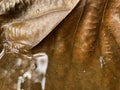 Rain water retains on a dried leaf Royalty Free Stock Photo