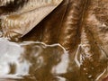 Rain water retains on a dried leaf Royalty Free Stock Photo