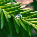 After the rain water sits on the pines Royalty Free Stock Photo