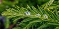 After the rain water sits on the pines Royalty Free Stock Photo