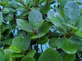 Rain water soaks green leaves