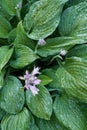 Hosta flowers and foliage in the rain