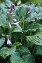 Wet hosta leaves and flowers in the rain