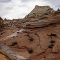 Rain wet landscape in Zion Nat. park, Utah, USA