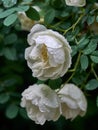 After the rain.Wet white flower of wild rose Royalty Free Stock Photo