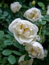 After the rain.Wet white flower of wild rose Royalty Free Stock Photo