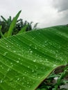 The rain wets the banana leaves Royalty Free Stock Photo