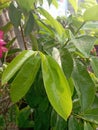 the rain wets the green leaves Royalty Free Stock Photo