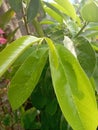 the rain wets the green leaves Royalty Free Stock Photo