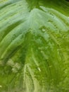 The rain wets the leaves Royalty Free Stock Photo