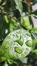 Rain that wets the leaves Royalty Free Stock Photo