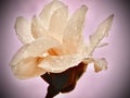 Wet magnolia tulip flower