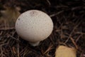 Rain white mushroom on ground with pine needles and dry leaves Royalty Free Stock Photo