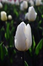 After the rain, white tulips