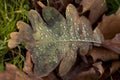 Rain on Winter Leaves.