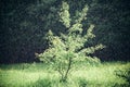 Rain in the woods. Rainy nature background. Young tree.