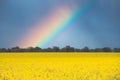 Rainbow Above Rural Landscape With Blossom Of Canola Colza Yellow Flowers. Rapeseed, Oilseed Field Meadow. Royalty Free Stock Photo