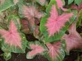 Rainbow abstract caladium plants, pink leaf caladium, top view