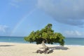 Rainbow Across the Sky Behind a Divi Divi Tree