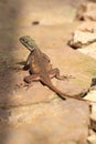 Rainbow agama Royalty Free Stock Photo