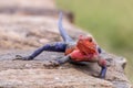 Rainbow agama (Agama agama), Masai Mara Royalty Free Stock Photo