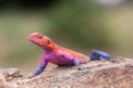 Rainbow agama (Agama agama), Masai Mara Royalty Free Stock Photo