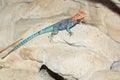 Rainbow agama Royalty Free Stock Photo