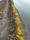 Rainbow algae from shrimp pond