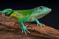 Rainbow ameiva Royalty Free Stock Photo