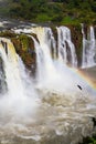 In rainbow, Andean condors fly Royalty Free Stock Photo