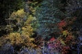 A Rainbow of of Autumn Leaves in Zion National Park