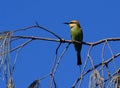 Rainbow Bee-eater