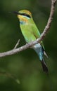 Rainbow bee-eater