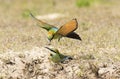 Rainbow bee eater being fed.