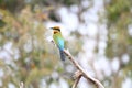 Rainbow Bee-eater