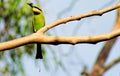 Rainbow Bee Eater in my Garden