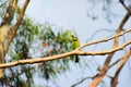 Rainbow Bee Eater with Bee