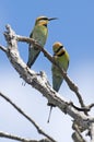 rainbow bee eaters.